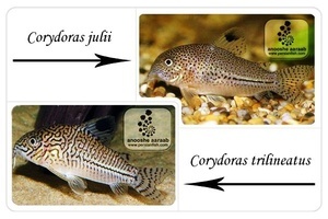 Corydoras