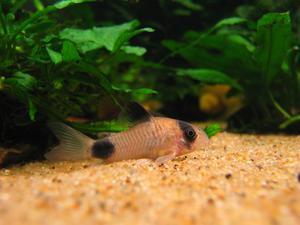 Коридорас панда (Corydoras panda)