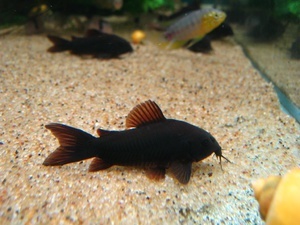 Corydoras 