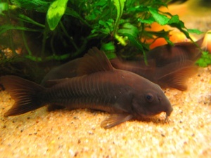 Corydoras 