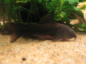 Corydoras 