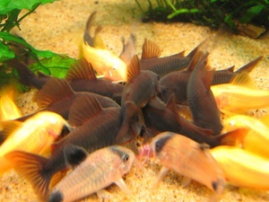 Corydoras 