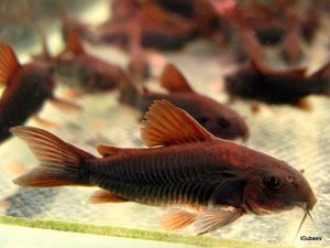 Коридорасы черные (Corydoras sp. 'Black Venezuela')