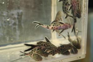 Synodontis petricola