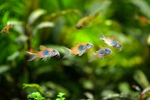 Corydoras Venezuelanus Ihering 1911