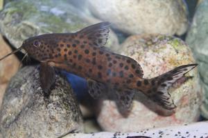 Synodontis gibr.