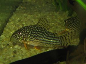 corydoras sterbai