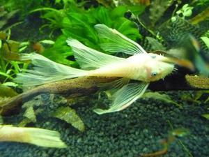 L-144 Ancistrus Longfin Schleier