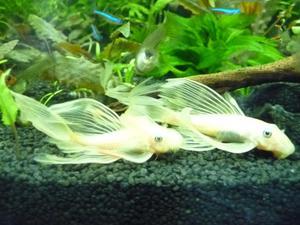 L-144 Ancistrus Longfin Schleier