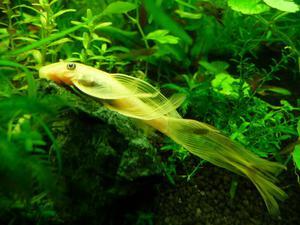 L-144 Ancistrus Longfin Schleier