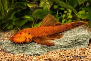 Ancistrus sp. Super red (Красный анцитрус)