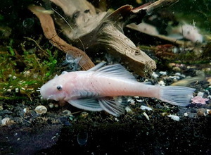 L-144 Ancistrus Snow White