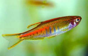 Danio choprae