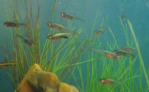 Неоновые микрорасборы - Rasbora axelrodi BLUE