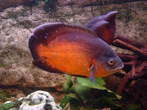 Astronotus dabl red rubin 