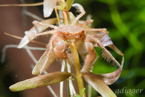 Limnopilos Naiyanetri Micro Spider Crab