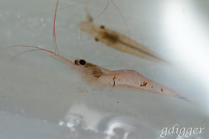 Caridina caerulea / infection?